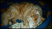 Tebeau in bed
