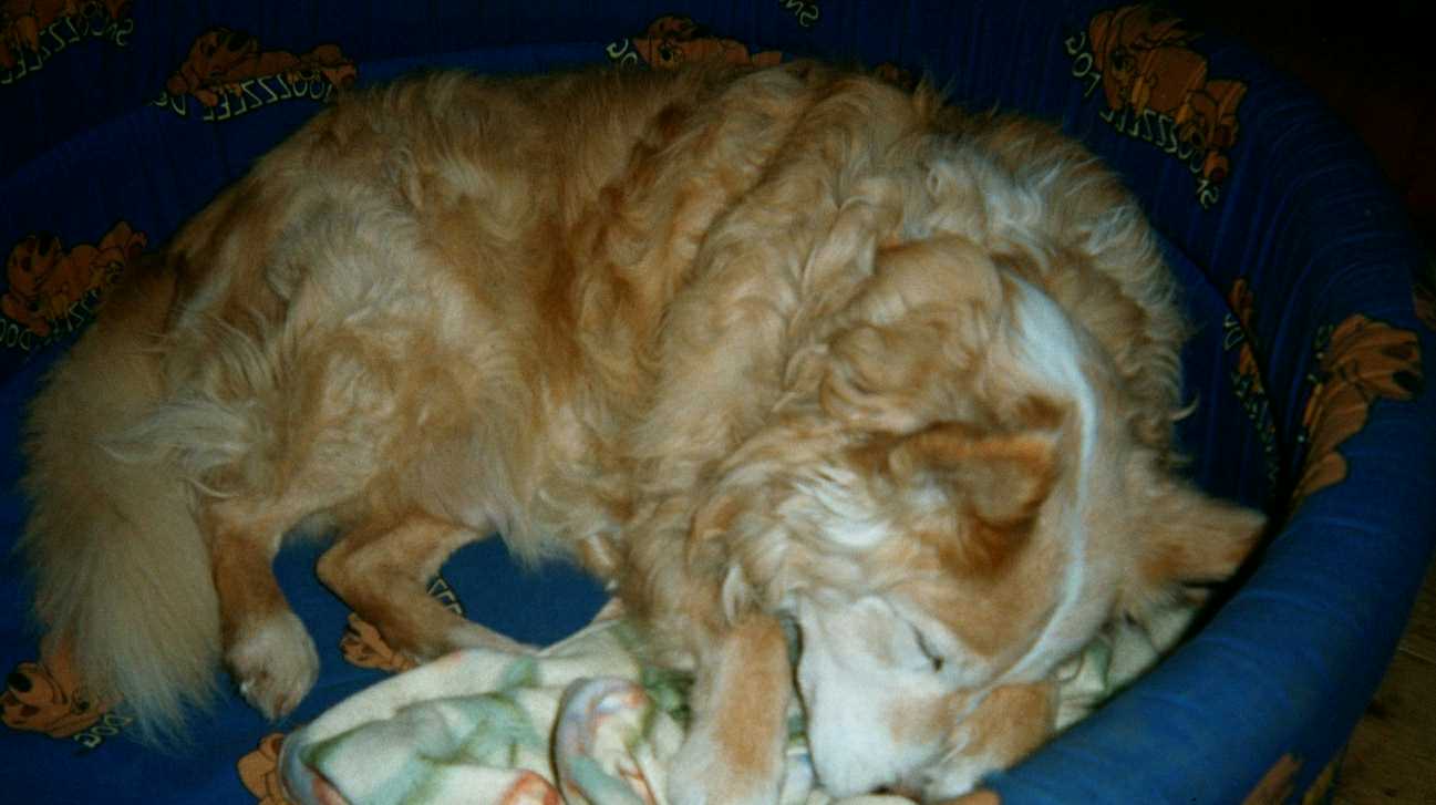 Tebeau in bed