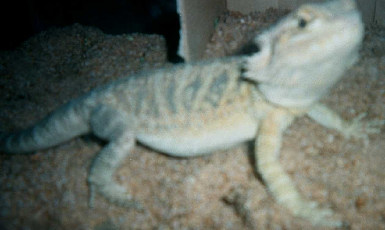 Baby Zira