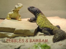 pebbles & bambam