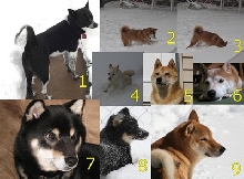 shiba inu calendar jan 2010