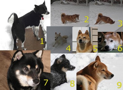 shiba inu calendar jan 2010