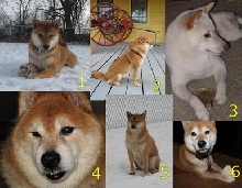 shiba inu calendar feb 2010