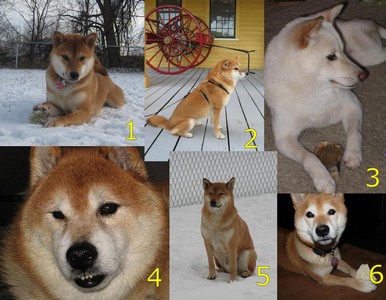 shiba inu calendar feb 2010