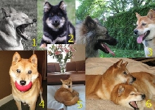 shiba inu calendar mar 2010