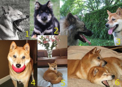 shiba inu calendar mar 2010