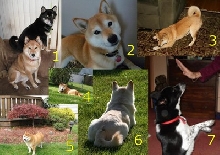 shiba inu calendar apr 2010