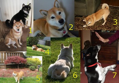 shiba inu calendar apr 2010