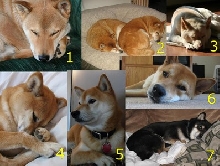 shiba inu calendar may 2010
