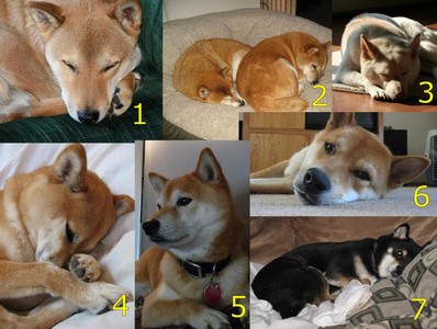shiba inu calendar may 2010