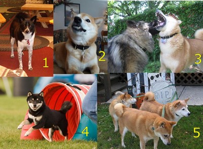 shiba inu calendar jun 2010