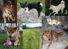 shiba inu calendar jul 2010