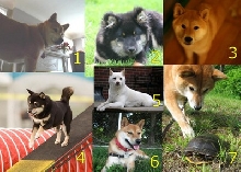 shiba inu calendar aug 2010