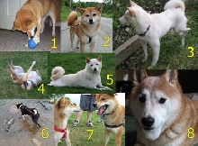 shiba inu calendar sep 2010