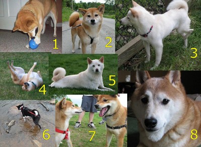 shiba inu calendar sep 2010