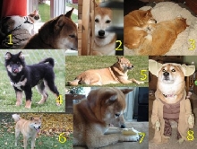 shiba inu calendar oct 2010
