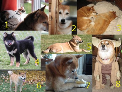 shiba inu calendar oct 2010