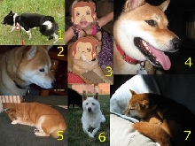 shiba inu calendar nov 2010