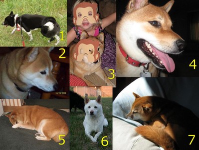 shiba inu calendar nov 2010