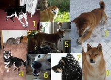 shiba inu calendar dec 2010