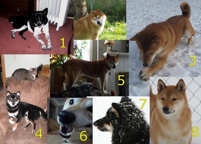 shiba inu calendar dec 2010