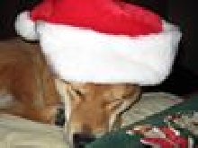 Sleeping with Santa hat