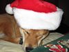 Sleeping with Santa hat