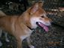 Patrick - The Shiba Inu