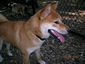 Patrick - The Shiba Inu