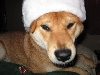 Ho Ho Ho Patrick