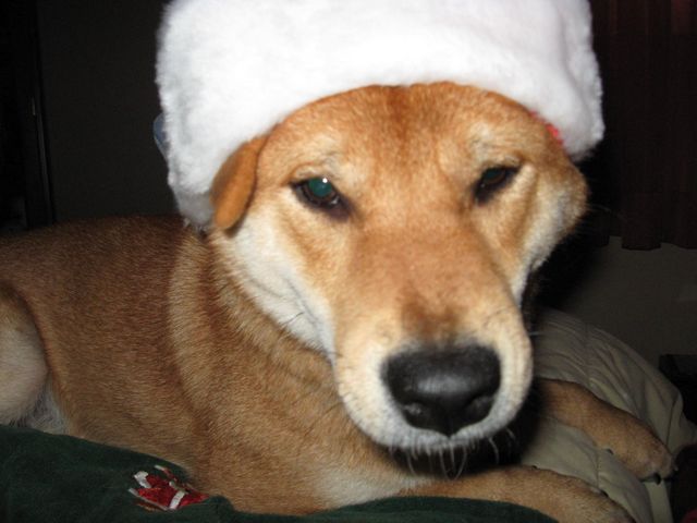 Ho Ho Ho Patrick