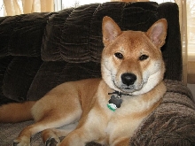 Patrick the Shiba Inu