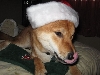 Santa hat on Patrick
