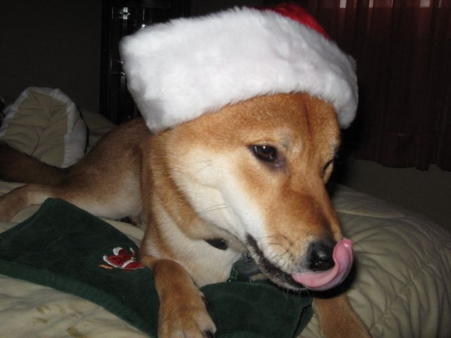 Santa hat on Patrick