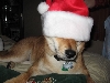 Patrick with Santa hat