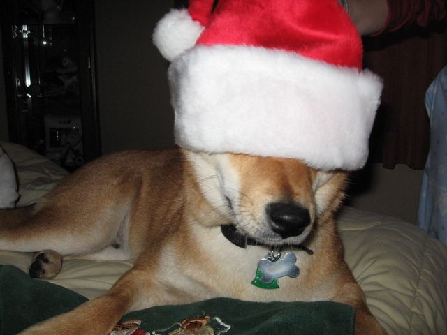 Patrick with Santa hat