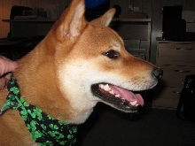 Patrick the Shiba Inu