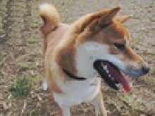 Patrick - The Shiba Inu