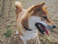 Patrick - The Shiba Inu