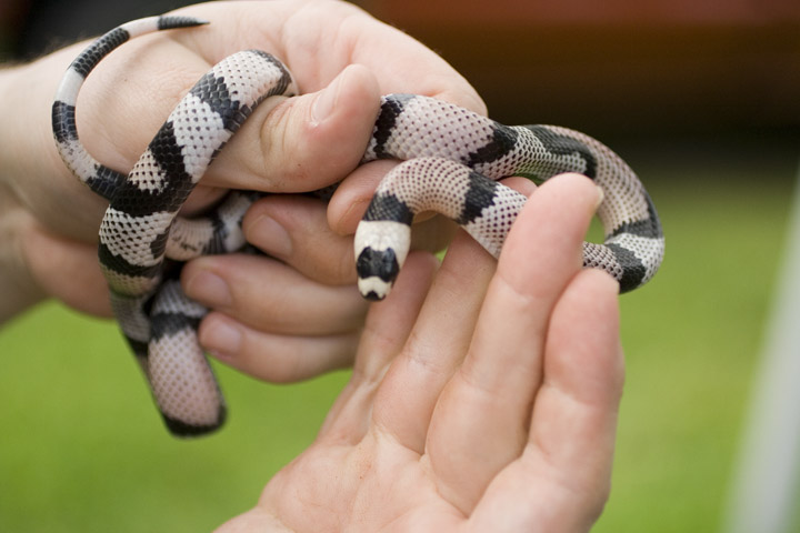 2006 Anery Female