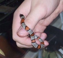 Greybanded King 2