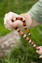 2006 Don Shores Pueblan Female