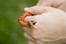 Tangerine Hondo Male Het Albino Tom Stevens