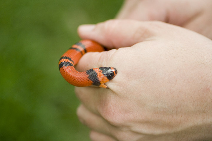 Tangerine Hondo Male Het Albino Tom Stevens
