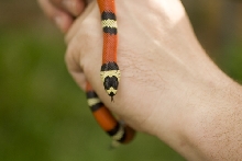 Tricolor Hondo Female Het Albino Tom Stevens
