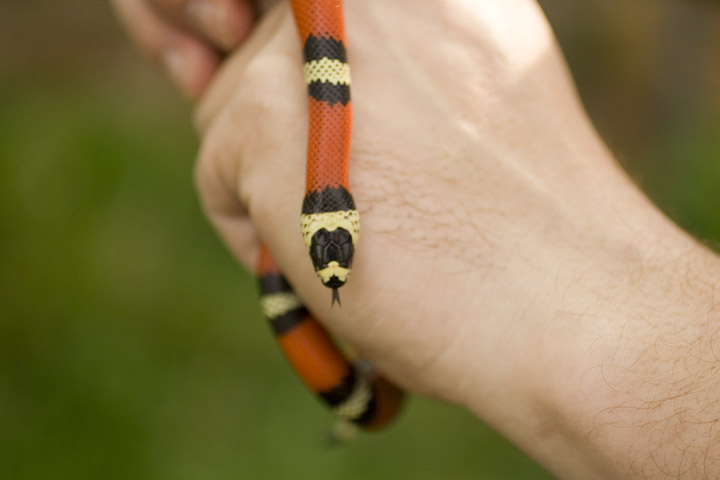 Tricolor Hondo Female Het Albino Tom Stevens