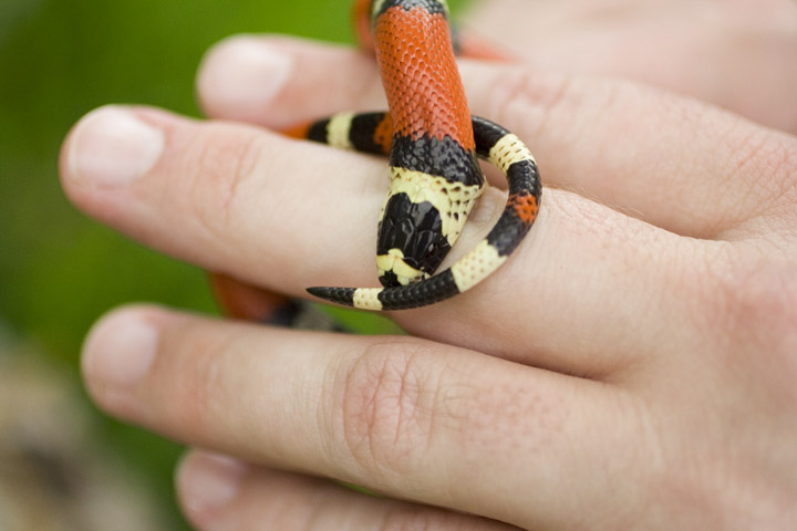 Tricolor Hondo Female Het Albino Tom Stevens