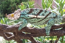 parsoni