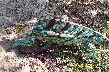 parsoni male