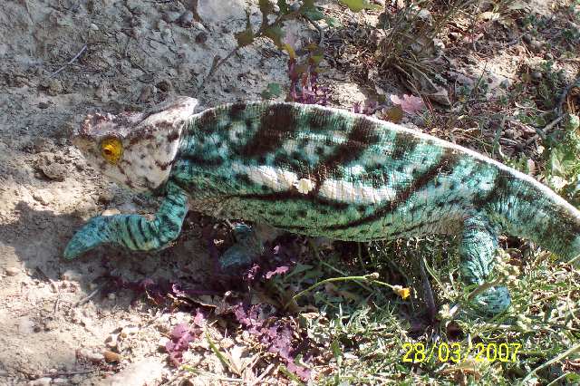parsoni male